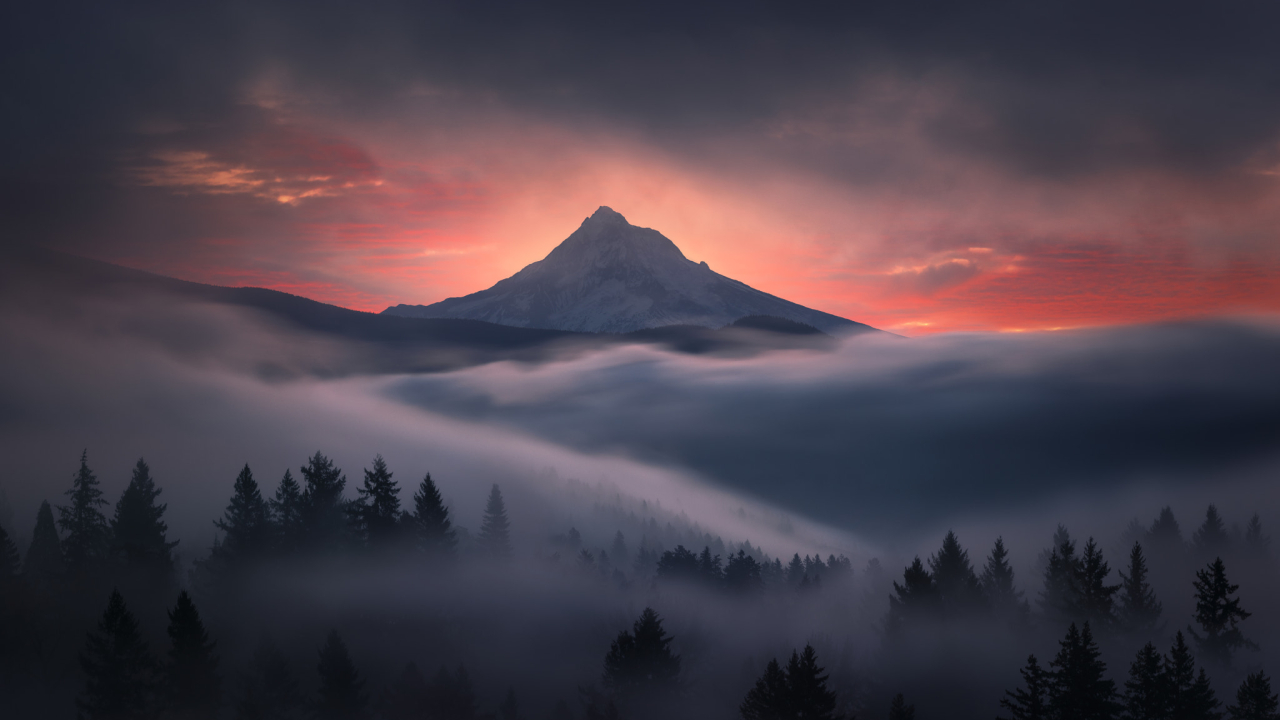 Foggy forest with mountain